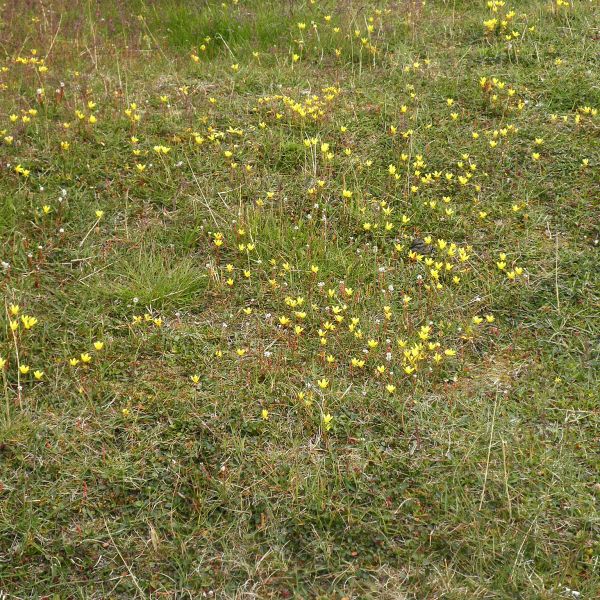 Saxifraga hirculus compacta Svalbard Longyearbyen 2014 2 A.Elven a